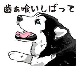 Daily Siberian husky sticker #12233621