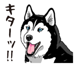 Daily Siberian husky sticker #12233627