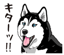 Daily Siberian husky sticker #12233627
