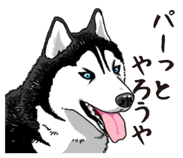 Daily Siberian husky sticker #12233628
