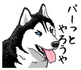 Daily Siberian husky sticker #12233628