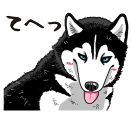 Daily Siberian husky sticker #12233629