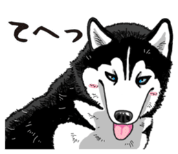 Daily Siberian husky sticker #12233629