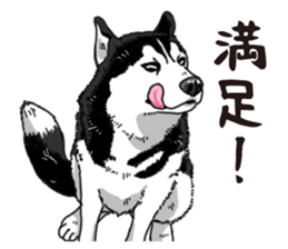 Daily Siberian husky sticker #12233630