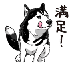 Daily Siberian husky sticker #12233630