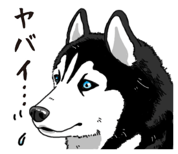 Daily Siberian husky sticker #12233631