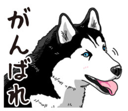 Daily Siberian husky sticker #12233633