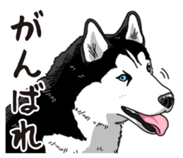Daily Siberian husky sticker #12233633