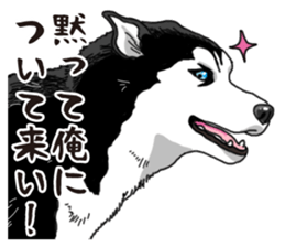 Daily Siberian husky sticker #12233634