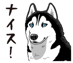 Daily Siberian husky sticker #12233636