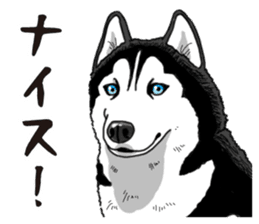 Daily Siberian husky sticker #12233636