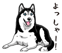 Daily Siberian husky sticker #12233639