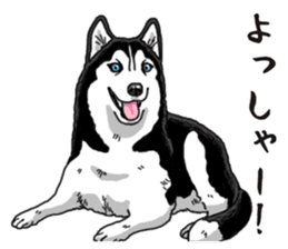 Daily Siberian husky sticker #12233639