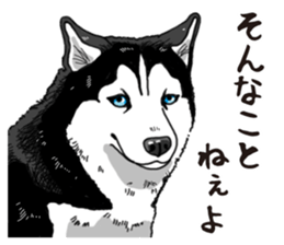 Daily Siberian husky sticker #12233640