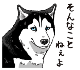 Daily Siberian husky sticker #12233640
