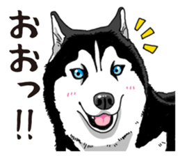 Daily Siberian husky sticker #12233641