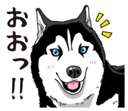 Daily Siberian husky sticker #12233641
