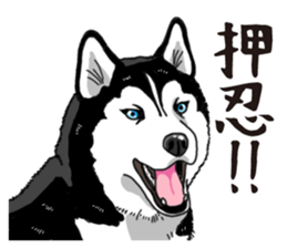 Daily Siberian husky sticker #12233642