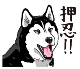 Daily Siberian husky sticker #12233642