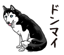 Daily Siberian husky sticker #12233643