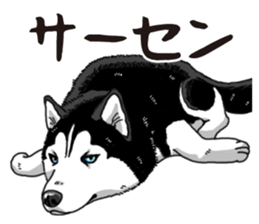 Daily Siberian husky sticker #12233644