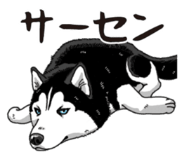 Daily Siberian husky sticker #12233644