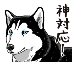 Daily Siberian husky sticker #12233645
