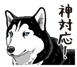 Daily Siberian husky sticker #12233645