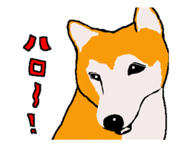 Shiba inu MOMO chan the third as well! sticker #12237506