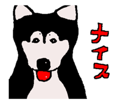 Shiba inu MOMO chan the third as well! sticker #12237507