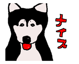 Shiba inu MOMO chan the third as well! sticker #12237507