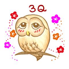 so so bird - cute owl