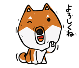 Joe of a Shiba dog sticker #12250469