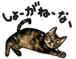 Sticker of a cat with a name as v sticker #12253265