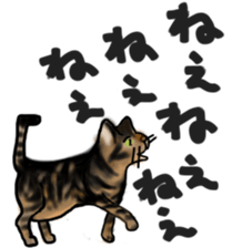 Sticker of a cat with a name as v sticker #12253278