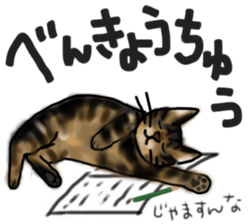 Sticker of a cat with a name as v sticker #12253288