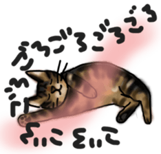 Sticker of a cat with a name as v sticker #12253297
