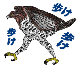 Martial eagle sticker #12264214