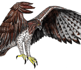 Martial eagle sticker #12264219