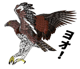 Martial eagle sticker #12264232