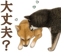 As expected! Shiba Inu [Smile] sticker #12268371