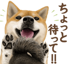 As expected! Shiba Inu [Smile] sticker #12268376