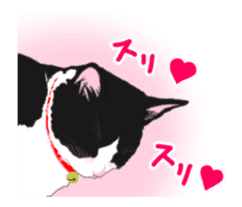 Lovely kitten animation sticker sticker #12271723