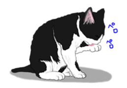 Lovely kitten animation sticker sticker #12271740