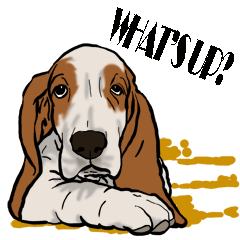 Basset hound 10(dog)
