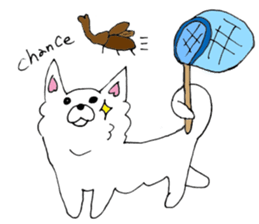 Daily summer of white Chihuahua sticker #12291669