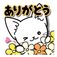 Of the happy cat is 2 every day