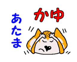 Shiba inu MOMO chan the third as well 4 sticker #12307193