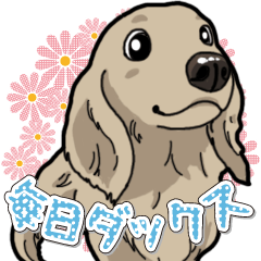 Daily Miniature Dachshund