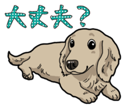 Daily Miniature Dachshund sticker #12313917